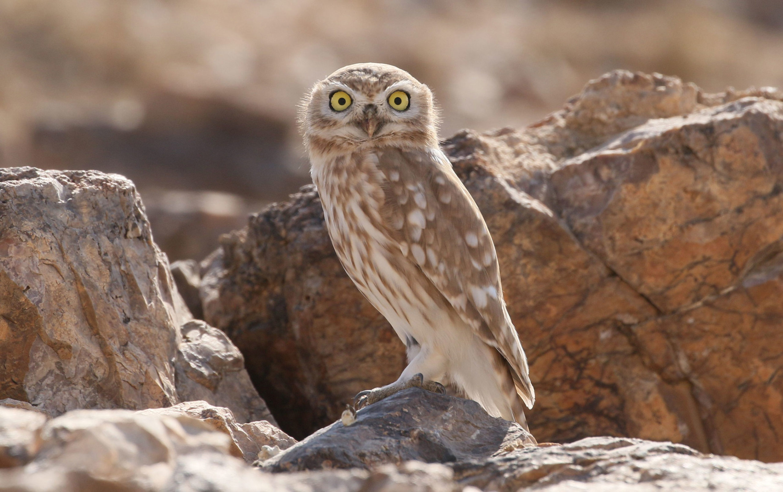 owl jordans
